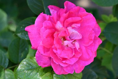 Yaz bahçesinde açan güzel çiçekler, doğa konsepti arka planı.