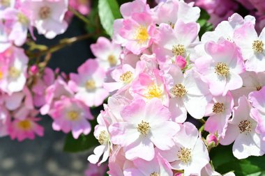 Yaz bahçesinde açan güzel çiçekler, doğa konsepti arka planı.