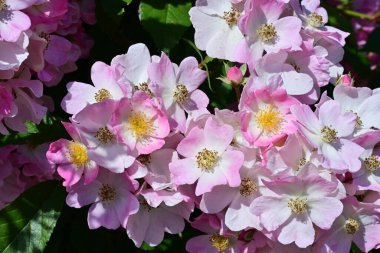 Yaz bahçesinde açan güzel çiçekler, doğa konsepti arka planı.