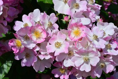 Yaz bahçesinde açan güzel çiçekler, doğa konsepti arka planı.