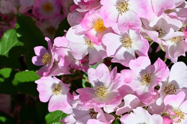 Yaz bahçesinde açan güzel çiçekler, doğa konsepti arka planı.