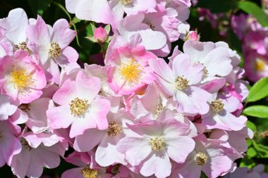 Yaz bahçesinde açan güzel çiçekler, doğa konsepti arka planı.