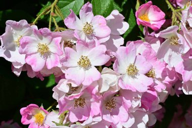 Yaz bahçesinde açan güzel çiçekler, doğa konsepti arka planı.