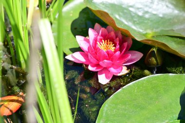 Yaz bahçesinde açan güzel çiçekler, doğa konsepti arka planı.