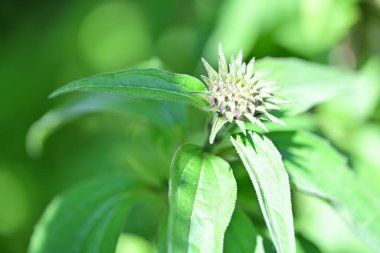 Yaz bahçesinde açan güzel çiçekler, doğa konsepti arka planı.
