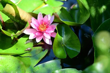 Yaz bahçesinde açan güzel çiçekler, doğa konsepti arka planı.