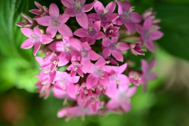 Yaz bahçesinde açan güzel çiçekler, doğa konsepti arka planı.