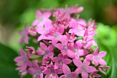Yaz bahçesinde açan güzel çiçekler, doğa konsepti arka planı.