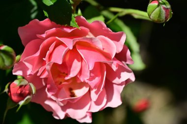 Bahçedeki güzel gül çiçeği, kapat