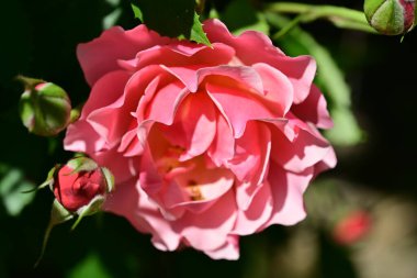 Bahçedeki güzel gül çiçeği, kapat