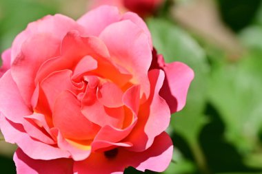 Bahçedeki güzel gül çiçeği, kapat