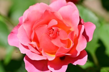 Bahçedeki güzel gül çiçeği, kapat