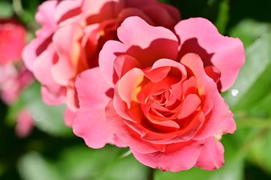 Bahçedeki güzel gül çiçeği, kapat