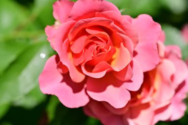 Bahçedeki güzel gül çiçeği, kapat