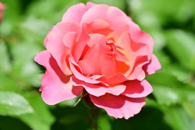 Bahçedeki güzel gül çiçeği, kapat