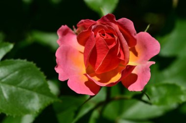 Bahçedeki güzel gül çiçeği, kapat