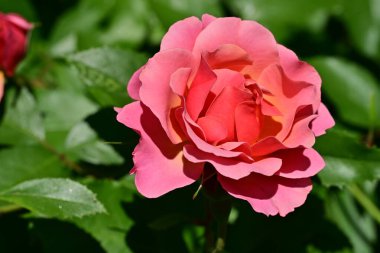 Bahçedeki güzel gül çiçeği, kapat