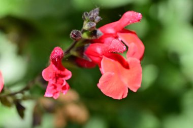 Yaz bahçesinde açan güzel çiçekler, doğa konsepti arka planı.