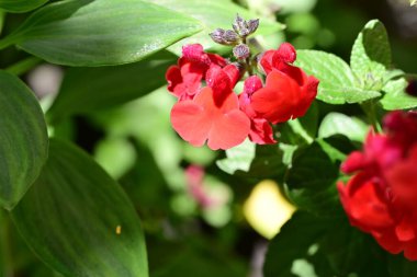 Yaz bahçesinde açan güzel çiçekler, doğa konsepti arka planı.