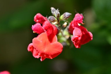 Yaz bahçesinde açan güzel çiçekler, doğa konsepti arka planı.