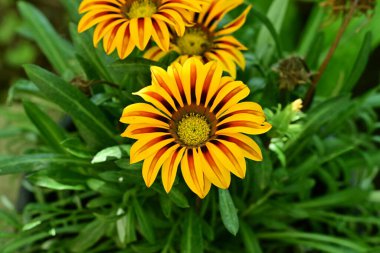 Yaz bahçesinde açan güzel çiçekler, doğa konsepti arka planı.