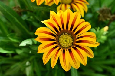 Yaz bahçesinde açan güzel çiçekler, doğa konsepti arka planı.