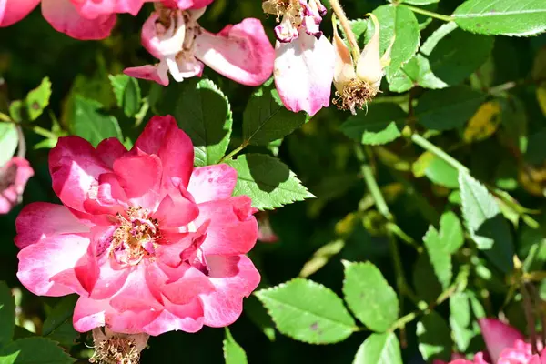 Yaz bahçesinde açan güzel çiçekler, doğa konsepti arka planı.