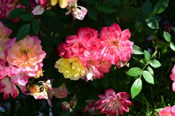 Yaz bahçesinde açan güzel çiçekler, doğa konsepti arka planı.