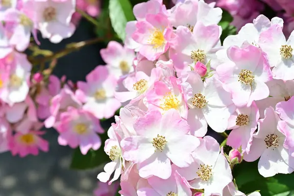 Yaz bahçesinde açan güzel çiçekler, doğa konsepti arka planı.