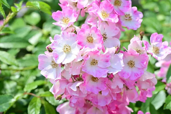 Yaz bahçesinde açan güzel çiçekler, doğa konsepti arka planı.