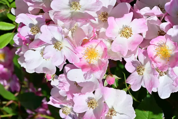 Yaz bahçesinde açan güzel çiçekler, doğa konsepti arka planı.