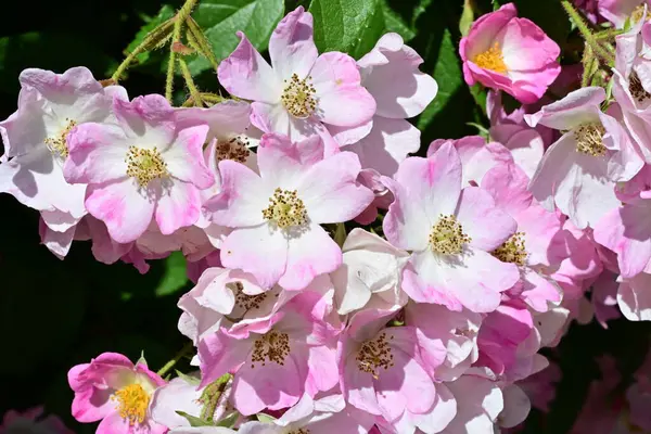 Yaz bahçesinde açan güzel çiçekler, doğa konsepti arka planı.