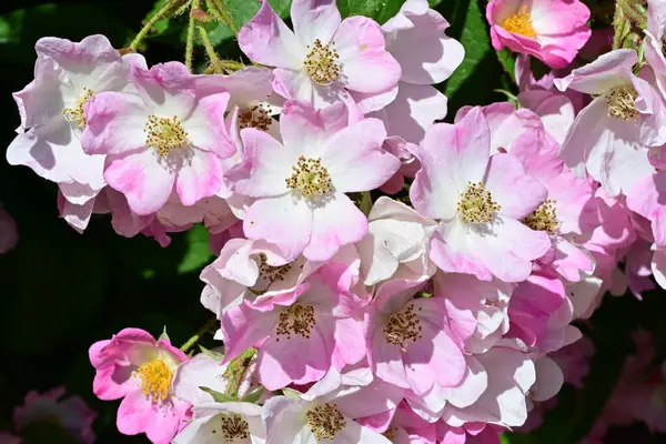 Yaz bahçesinde açan güzel çiçekler, doğa konsepti arka planı.