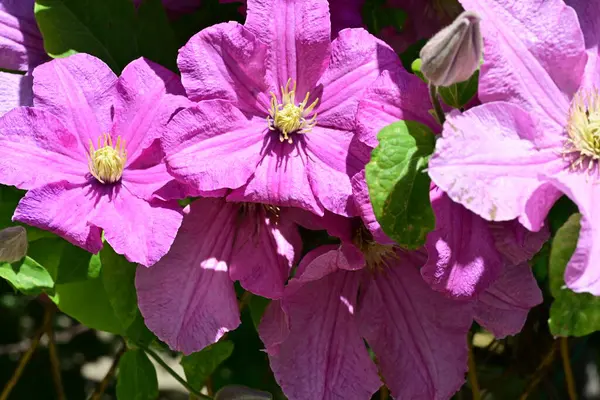 Yaz bahçesinde açan güzel çiçekler, doğa konsepti arka planı.