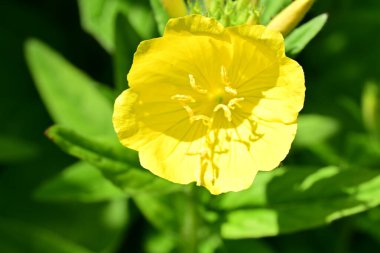 Yaz bahçesinde açan güzel çiçekler, doğa konsepti arka planı.