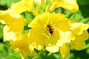 Yaz bahçesinde açan güzel çiçekler, doğa konsepti arka planı.