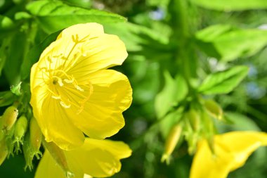 Yaz bahçesinde açan güzel çiçekler, doğa konsepti arka planı.