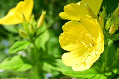 Yaz bahçesinde açan güzel çiçekler, doğa konsepti arka planı.