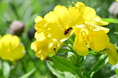 Yaz bahçesinde açan güzel çiçekler, doğa konsepti arka planı.