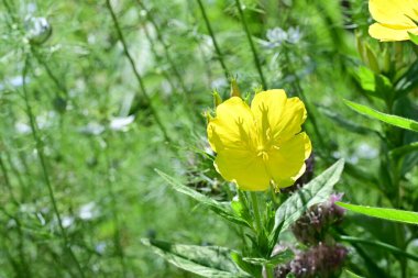 Yaz bahçesinde açan güzel çiçekler, doğa konsepti arka planı.