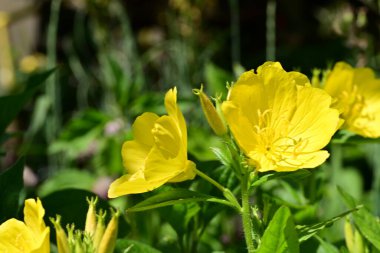 Yaz bahçesinde açan güzel çiçekler, doğa konsepti arka planı.