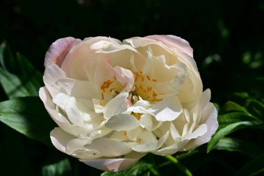 Yaz bahçesinde açan güzel çiçekler, doğa konsepti arka planı.