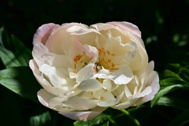 Yaz bahçesinde açan güzel çiçekler, doğa konsepti arka planı.