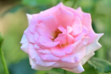 Bahçedeki güzel gül çiçeği, kapat