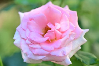 Bahçedeki güzel gül çiçeği, kapat