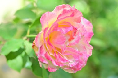 Bahçedeki güzel gül çiçeği, kapat