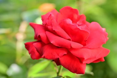 Bahçedeki güzel gül çiçeği, kapat