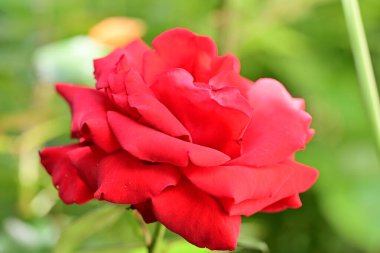 Bahçedeki güzel gül çiçeği, kapat