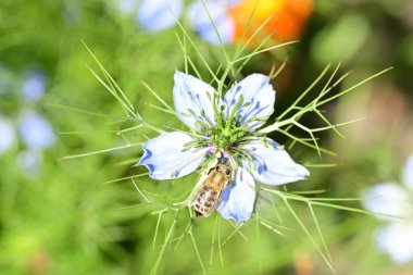 Yaz bahçesinde açan güzel çiçekler, doğa konsepti arka planı.