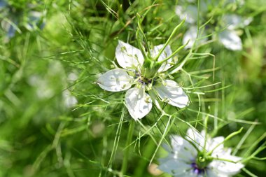 Yaz bahçesinde açan güzel çiçekler, doğa konsepti arka planı.